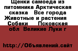 Щенки самоеда из питомника Арктическая сказка - Все города Животные и растения » Собаки   . Псковская обл.,Великие Луки г.